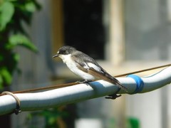 Ficedula hypoleuca