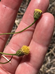 Erigeron reductus angustatus