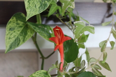 Columnea microcalyx