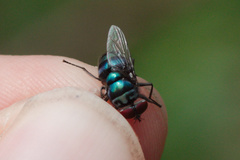 Chrysomya chloropyga