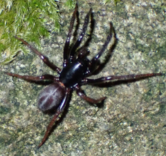 Araneae