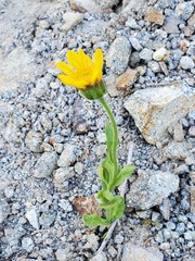 Arnica nevadensis