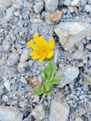 Arnica nevadensis