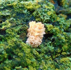 Xylaria flabelliformis