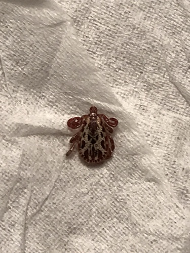 Rocky Mountain Wood Tick