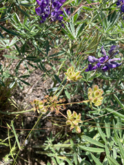 Lomatium simplex