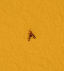 Diacrita costalis