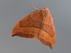 Watsonalla cultraria