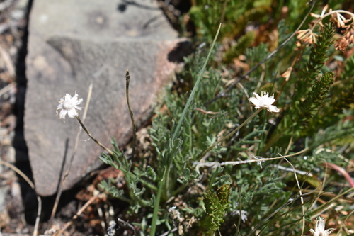 Image of Erigeron pinnatisectus by (c) John Powers, some rights reserved (CC BY)