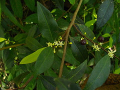 Erythroxylum ulei