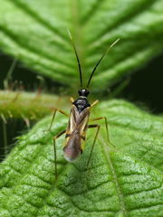 Tupiocoris