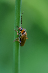 Cantharis figurata