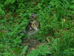 Turdus pilaris