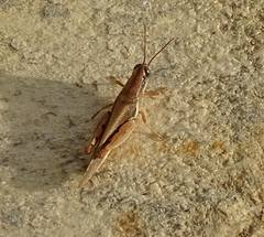 Catantopinae