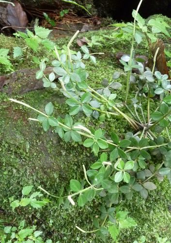 acorn peperomia