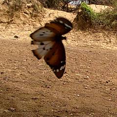 Danaus chrysippus alcippus