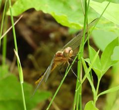 Libellula luctuosa
