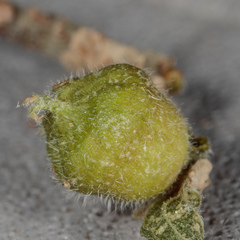 Celticecis celtiphyllia