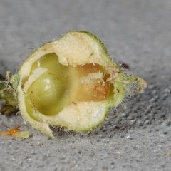 Celticecis celtiphyllia