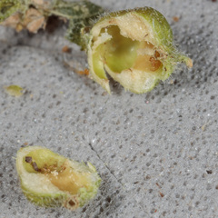 Celticecis celtiphyllia