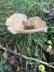 Fungi