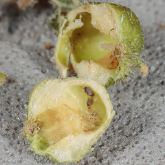 Celticecis celtiphyllia