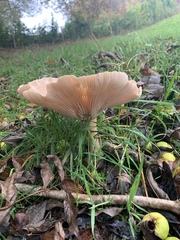 Fungi