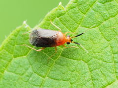 Rhinocapsus rubricans