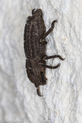 Sesaspis emarginata
