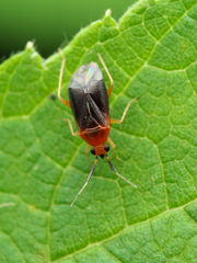 Rhinocapsus rubricans