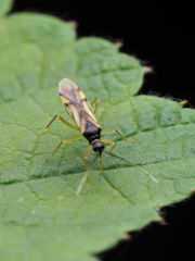 Tupiocoris