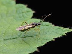 Tupiocoris