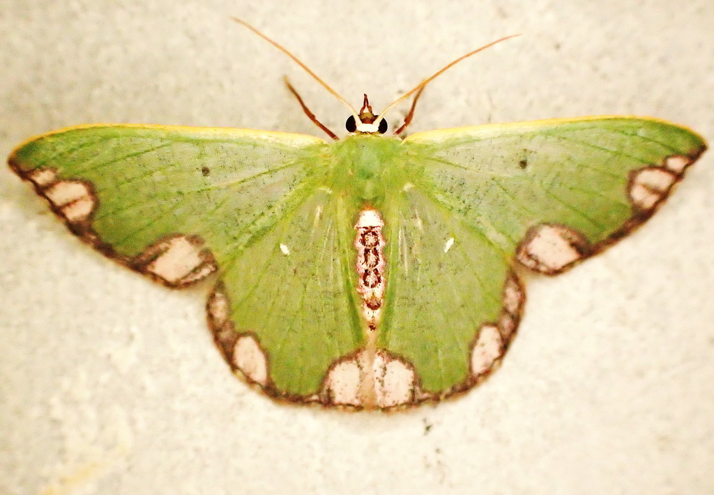 Oospila carnelunata