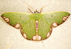 Oospila carnelunata