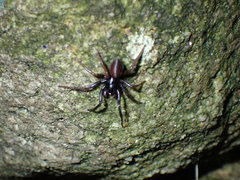 Araneae