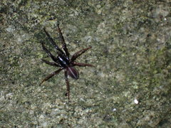 Araneae