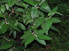 Viburnum rhytidophyllum