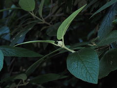 Viburnum rhytidophyllum