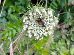 Stenopterus ater