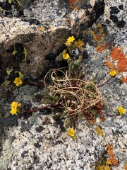 Ivesia lycopodioides