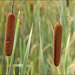 Bulrushes and Cattails - Photo (c) Amadej Trnkoczy, some rights reserved (CC BY-NC-SA)