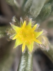 Ivesia muirii