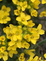 Draba lemmonii
