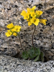 Draba lemmonii