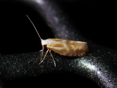 Argyresthia canadensis