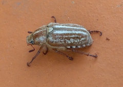Anoxia australis