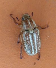 Anoxia australis