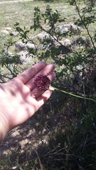 Allium atroviolaceum