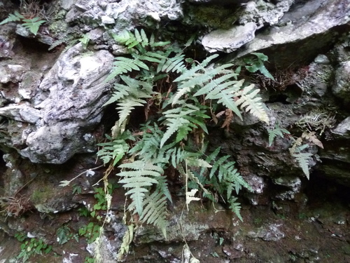 Blotiella reducta
