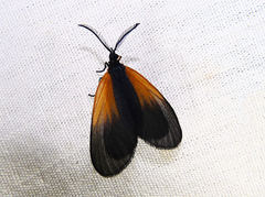 Pyromorpha dimidiata